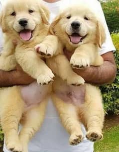 golden retriever puppies 03361777030