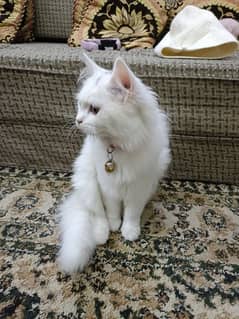 4month Persian White