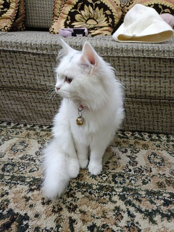 4month Persian White 0