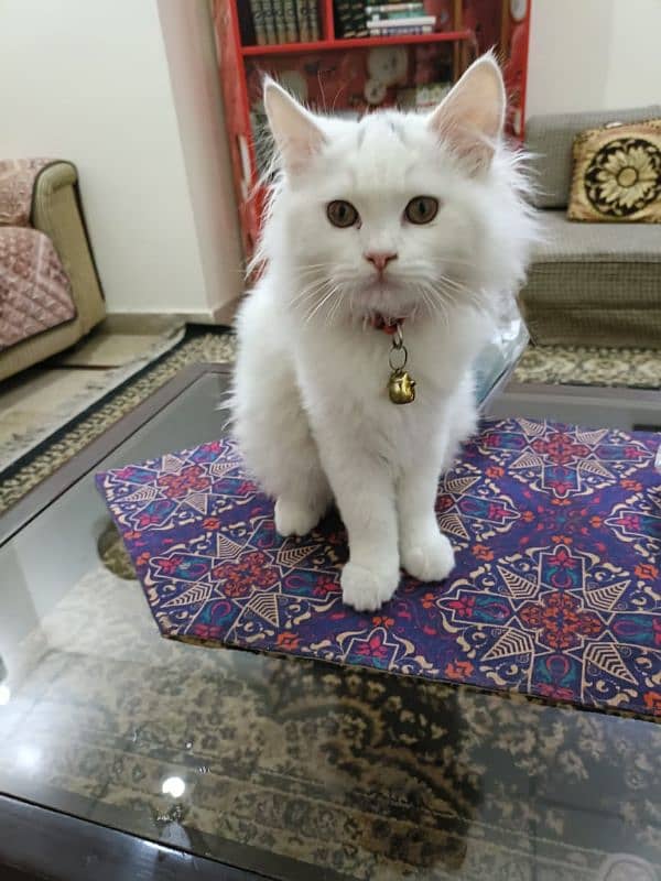 4month Persian White 1