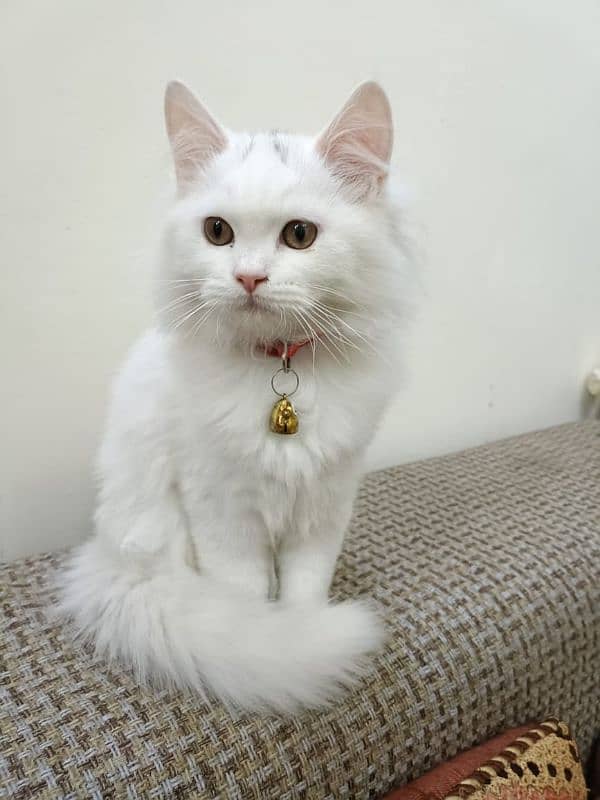 4month Persian White 3