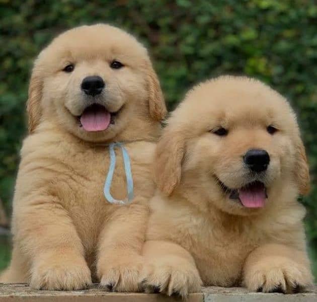 golden retriever puppies 03361777030 0