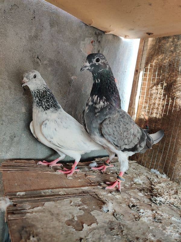 breeder pair for sale chapra male female meli ankho ki 1