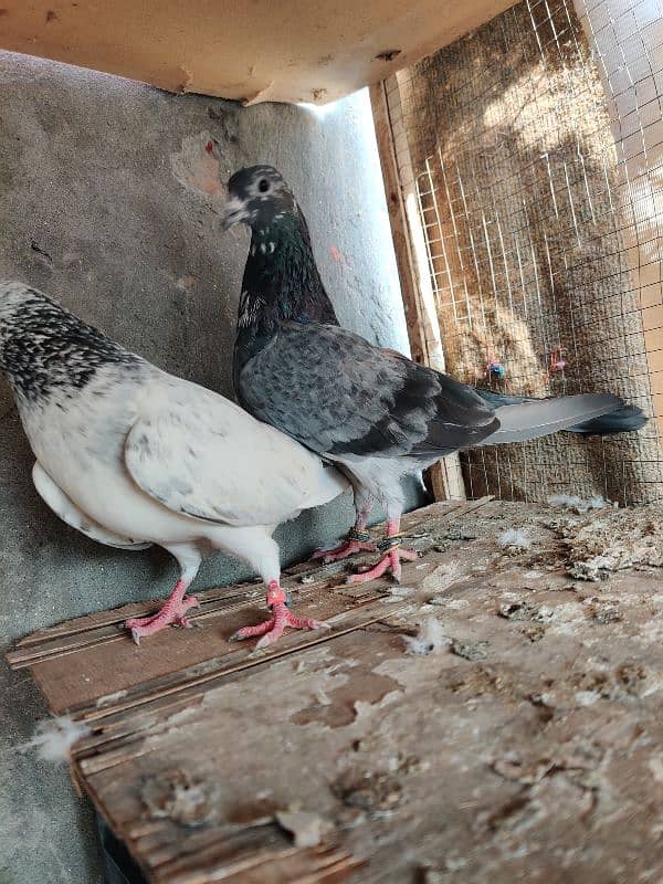 breeder pair for sale chapra male female meli ankho ki 3