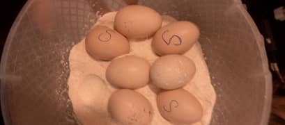 HEERA ASEEL FERTILE EGGS FOR SALE