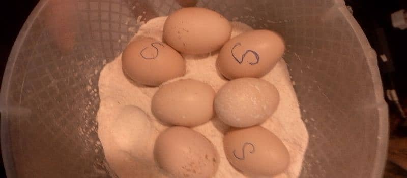 HEERA ASEEL FERTILE EGGS FOR SALE 0