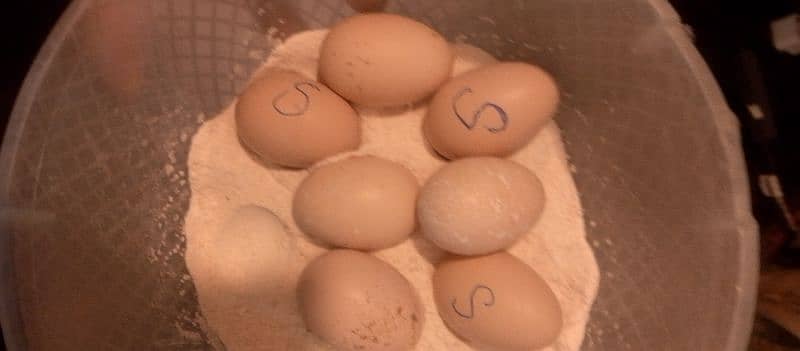 HEERA ASEEL FERTILE EGGS FOR SALE 1