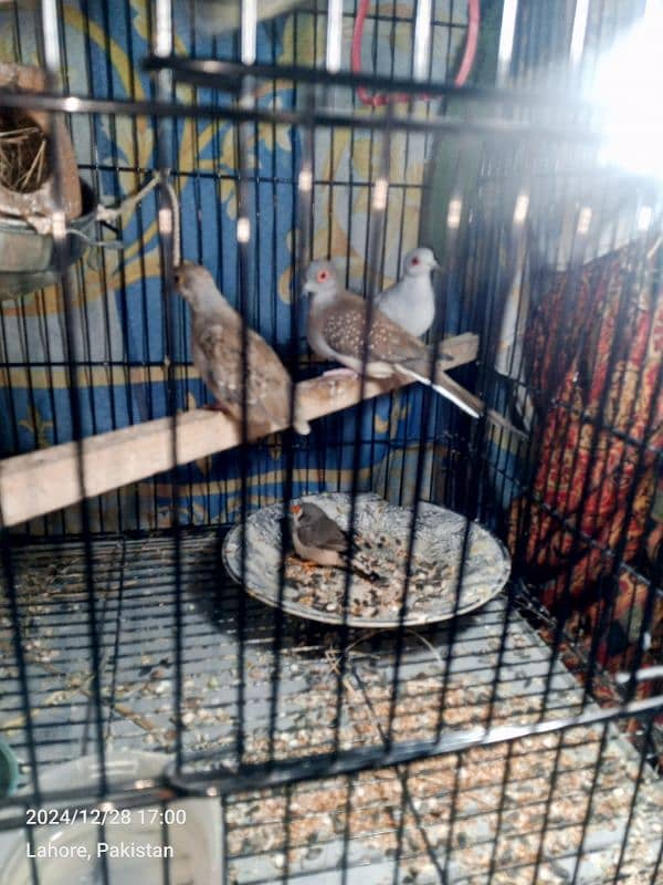 two portion cage for sale 1