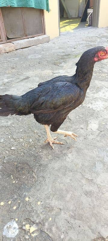 Black Aseel female breader 1