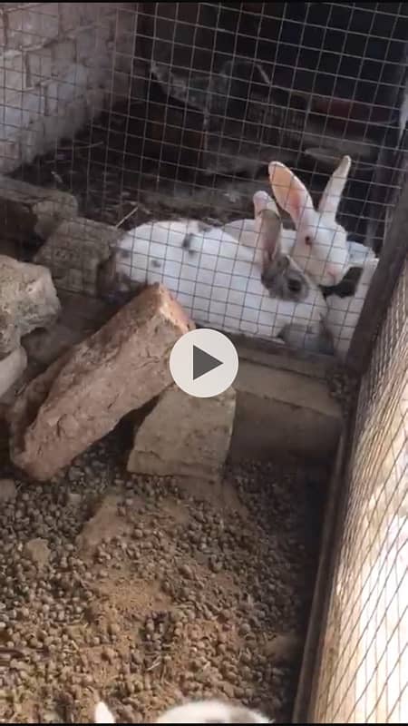 breader rabbbits  for sale 3