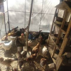 Egg laying hens for sale 10 piece