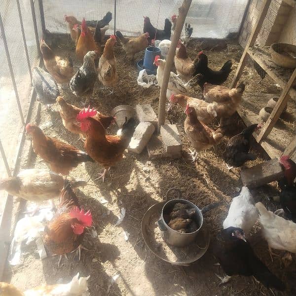 Egg laying hens for sale 10 piece 1