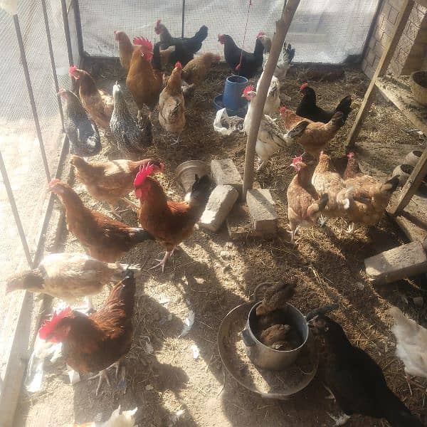 Egg laying hens for sale 10 piece 2