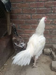 paper white Hira breeder