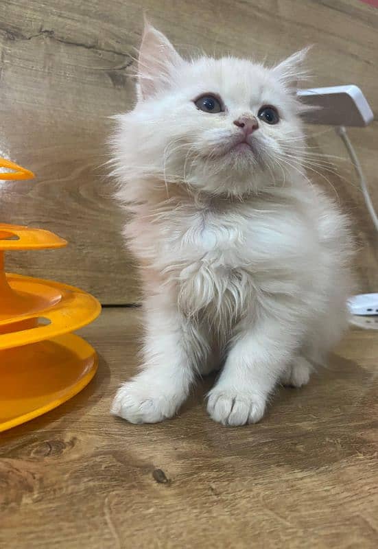 Persian kittens for sale 0