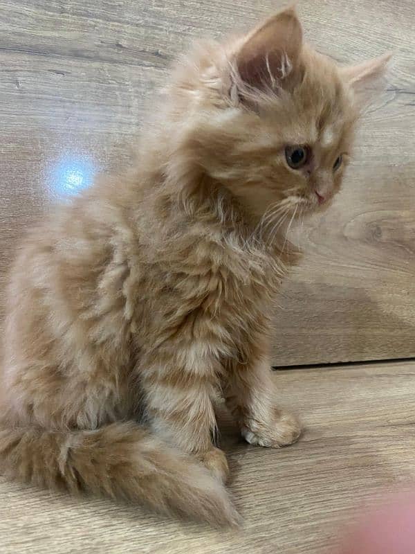 Persian kittens for sale 1