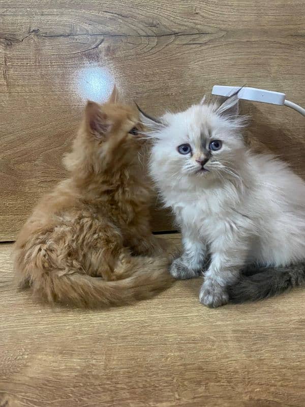 Persian kittens for sale 2