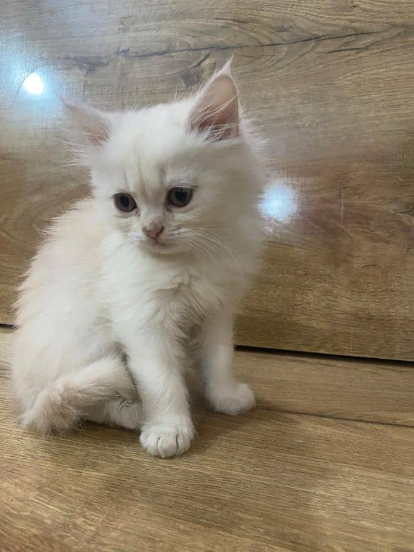 Persian kittens for sale 4