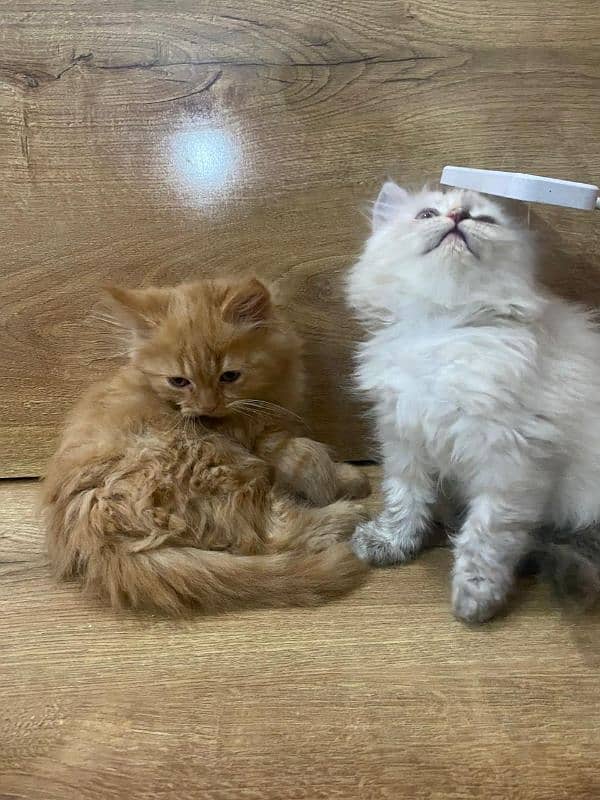 Persian kittens for sale 5