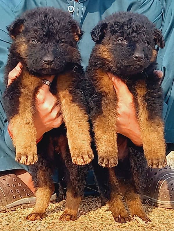 German Shepherd puppies for sale 0