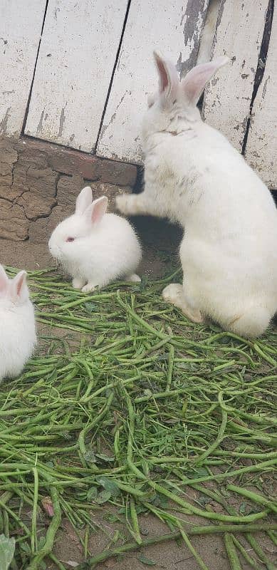 newland rabbits baby's available WhatsApp no 03269189860 0