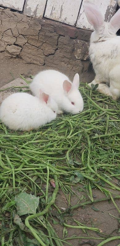 newland rabbits baby's available WhatsApp no 03269189860 1