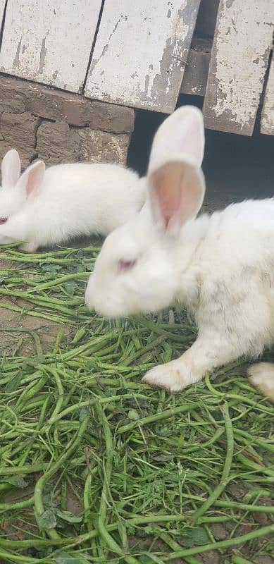 newland rabbits baby's available WhatsApp no 03269189860 2