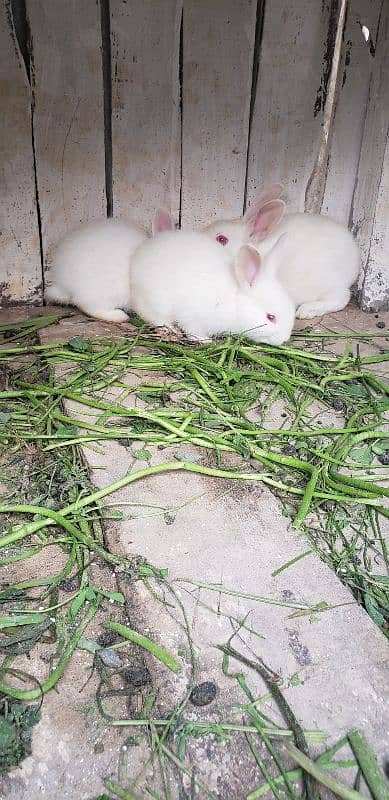 newland rabbits baby's available WhatsApp no 03269189860 3