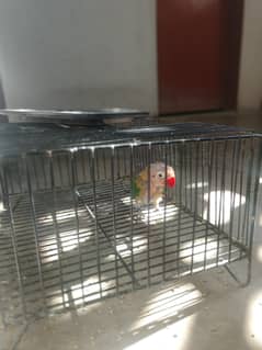 Fisher bird available for sale with pinjra 3 month bird