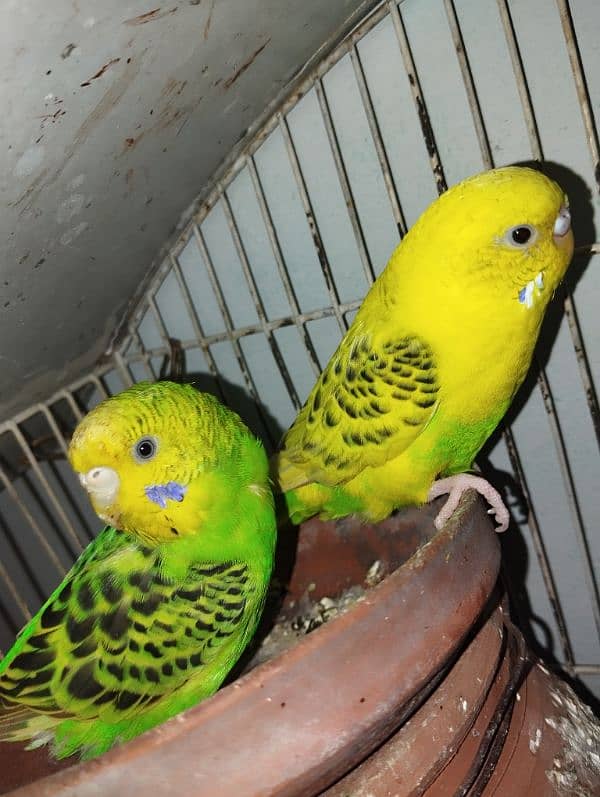 parrots birds new condition bridging parrots 0