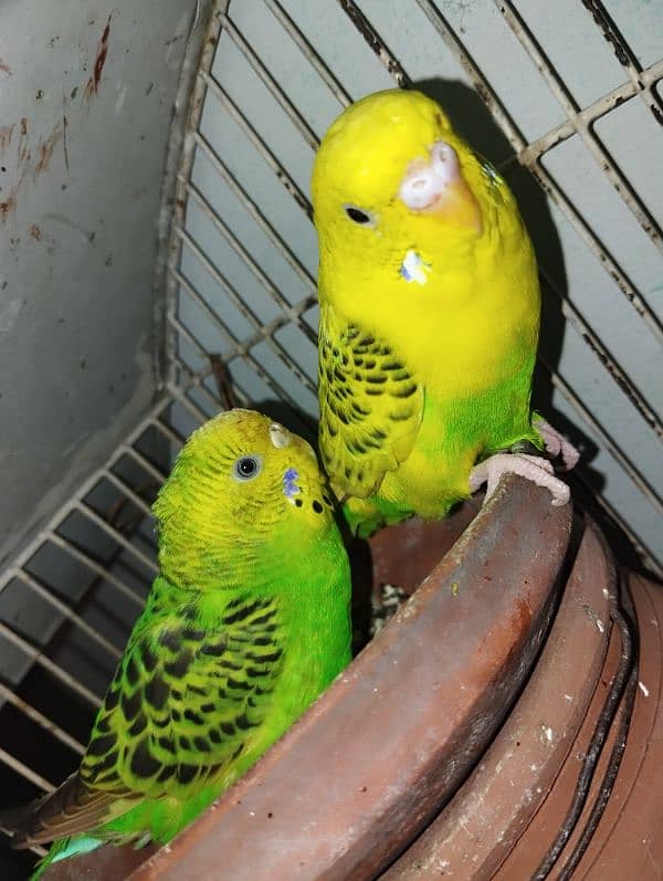 parrots birds new condition bridging parrots 1