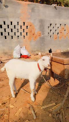 Barbari Goat