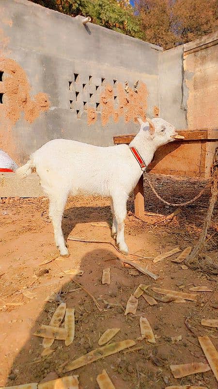 Barbari Goat 1