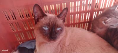 Siamese female cat