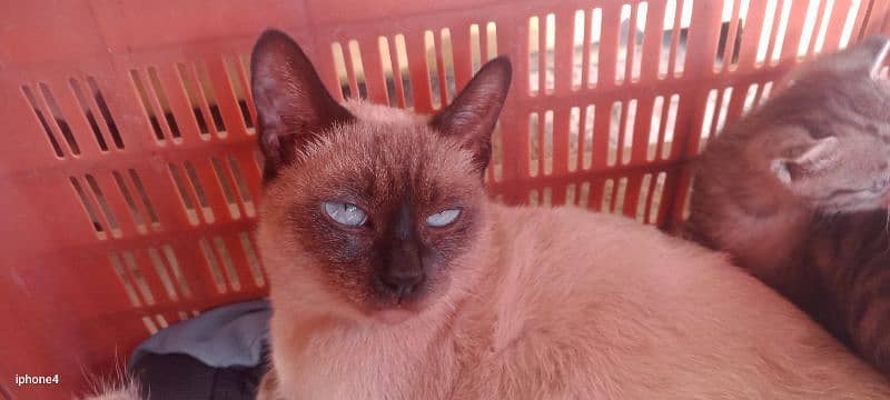 Siamese female cat 0