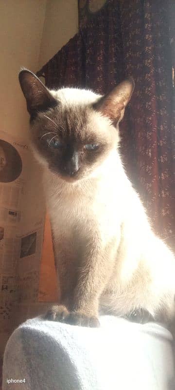 Siamese female cat 1