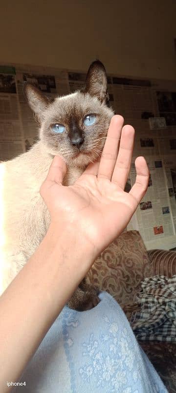 Siamese female cat 2