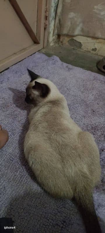 Siamese female cat 3