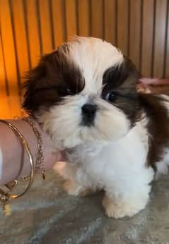 Shihtzu Puppies Available