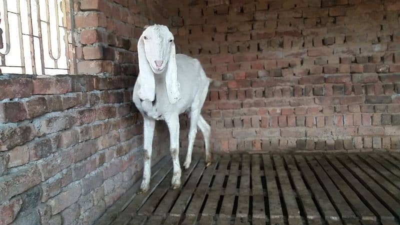 Bakri for Sale 1