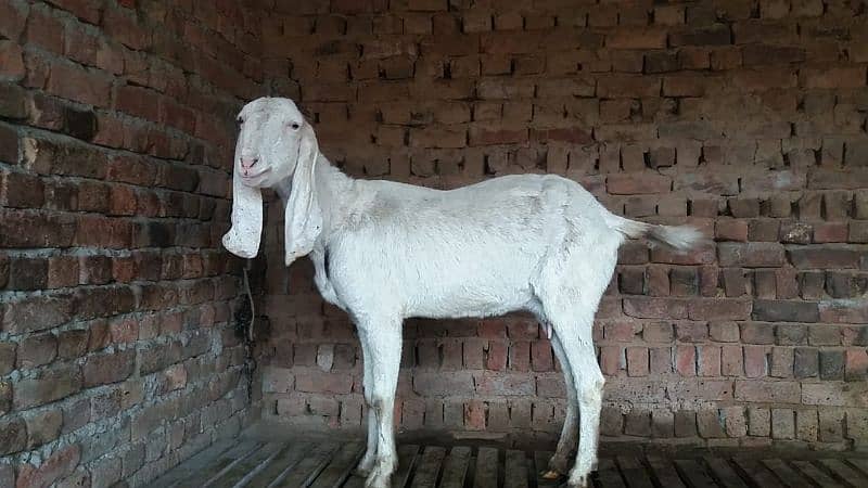 Bakri for Sale 2