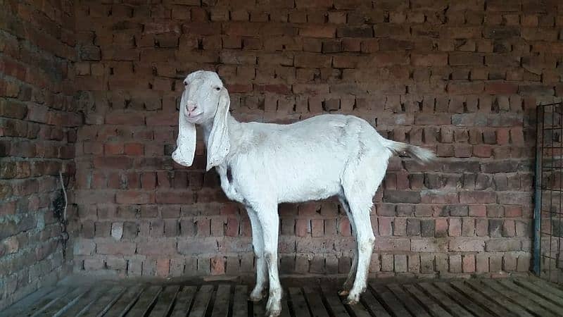 Bakri for Sale 3