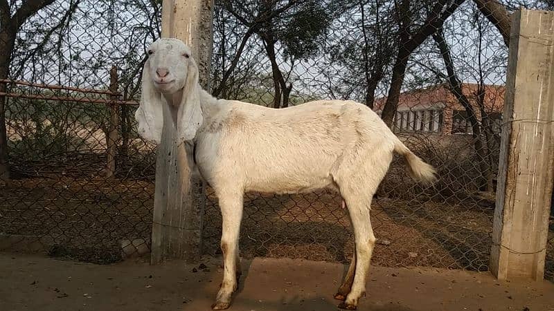 Bakri for Sale 4