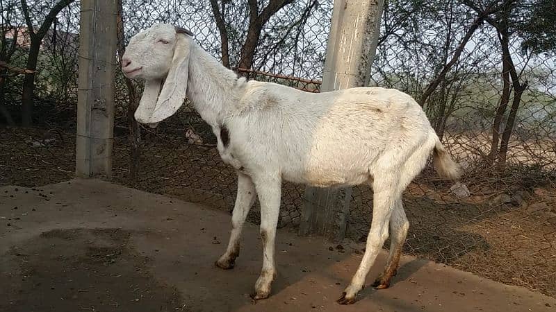 Bakri for Sale 5