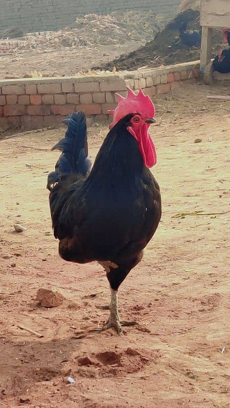 Australorp agg for sell/Australorp chicks for sell | Australorp 7