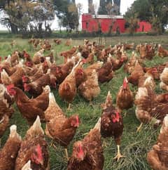 lohman brown hens available 33