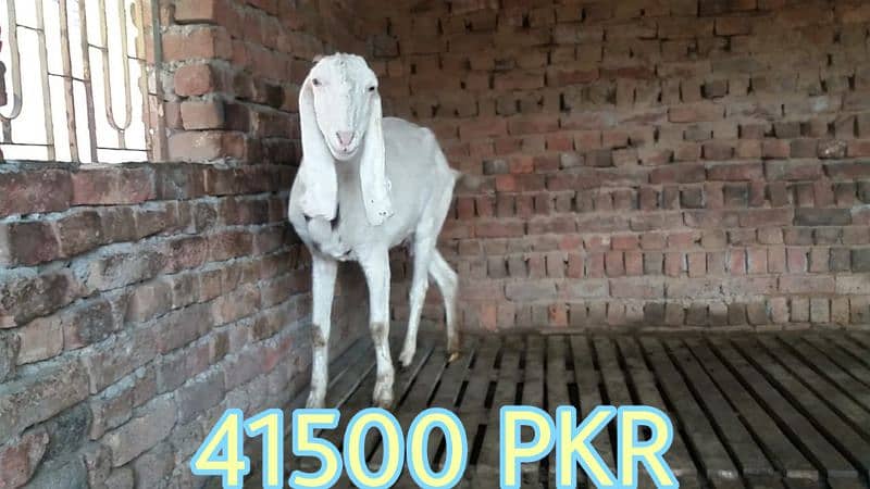 Bakri for Sale 0