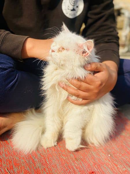 persian cat 0