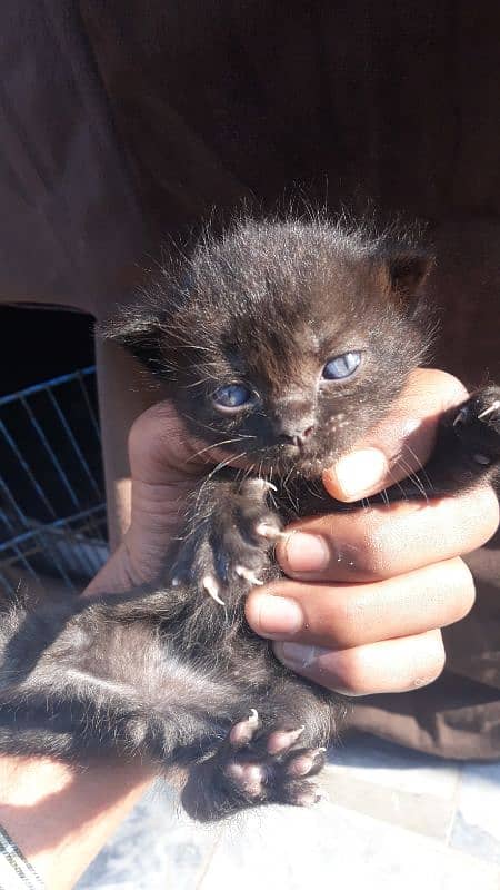 persian black cat with 3 new born babies 4