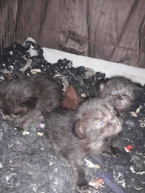 persian black cat with 3 new born babies 5